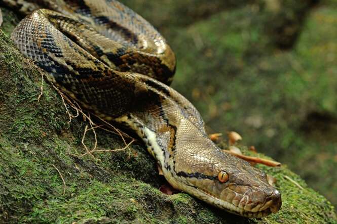 Jovem que estava desaparecido é descoberto dentro de cobra gigante