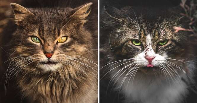 Fotógrafo da Lituânia registra imagens fascinantes de gatos de rua Fotógrafo da Lituânia registra imagens fascinantes de gatos de rua