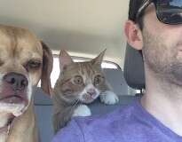 20 gatos tão dramáticos que mereciam um Oscar