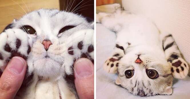 Conheça Hana, uma gatinha japonesa de olhos grandes que está conquistando o Instagram