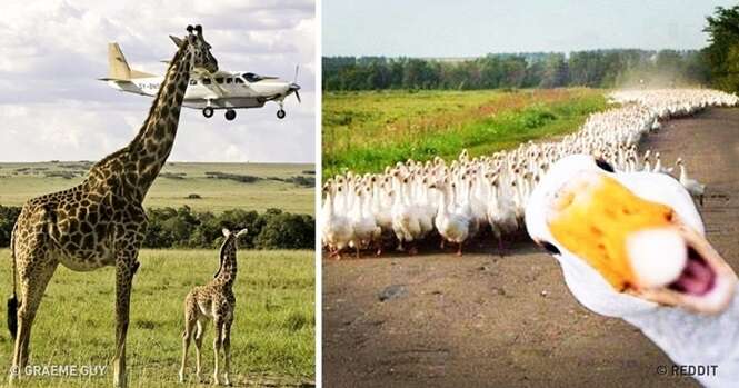 Fotos fantásticas tiradas no momento certo