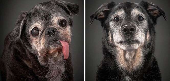 Fotos mostrando nossos fiéis amigos peludos na terceira idade