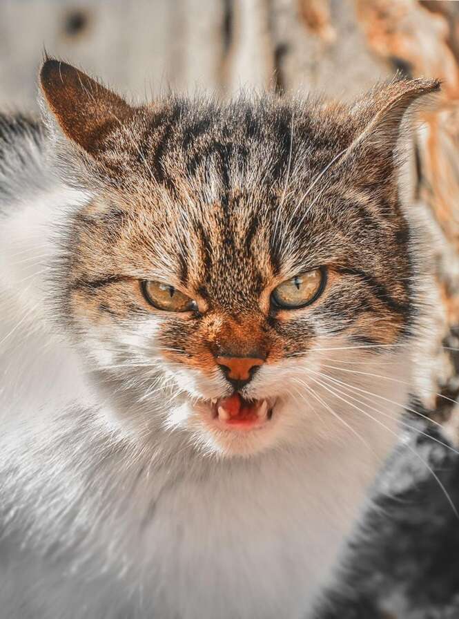 Foto: Gabrielius Khiterer