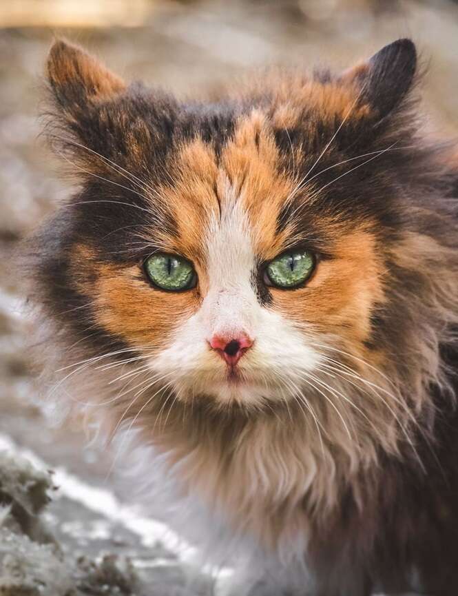Foto: Gabrielius Khiterer