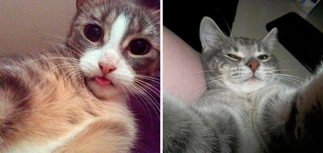 Gatos que fazem selfie muito melhor do que você