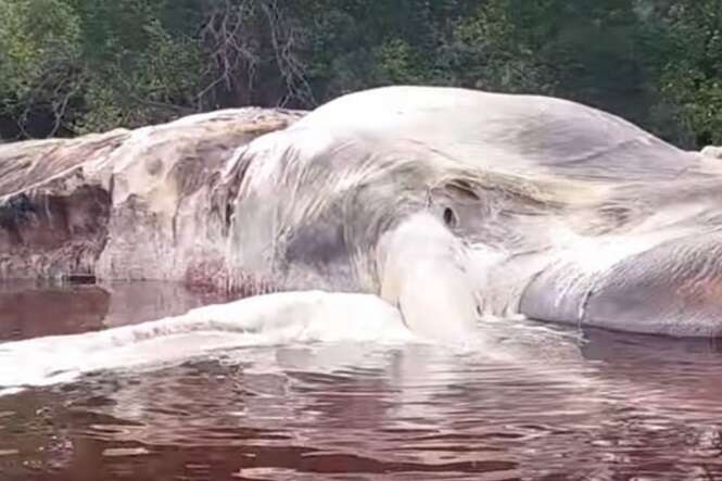 Que coisa estranha é essa, encontrada em uma praia indonésia? Que coisa estranha é essa, encontrada em uma praia indonésia?