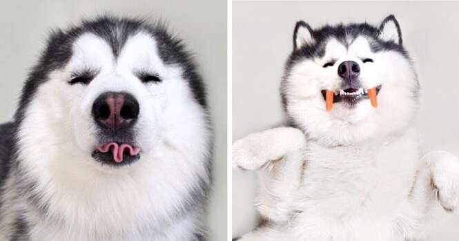 Conheça Maru, o Husky mais feliz do mundo