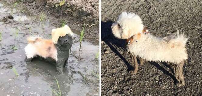 Cachorros que foram se divertir na lama e... minha Nossa Senhora!