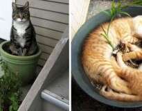 19 gatos invejosos que querem trocar de lugar com as plantas