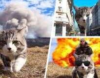 Este gatinho inspirou uma épica batalha de Photoshop na internet
