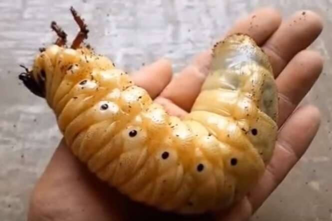 Vídeo mostra a surpreendente metamorfose de um besouro-hércules Vídeo mostra a surpreendente metamorfose de um besouro-hércules
