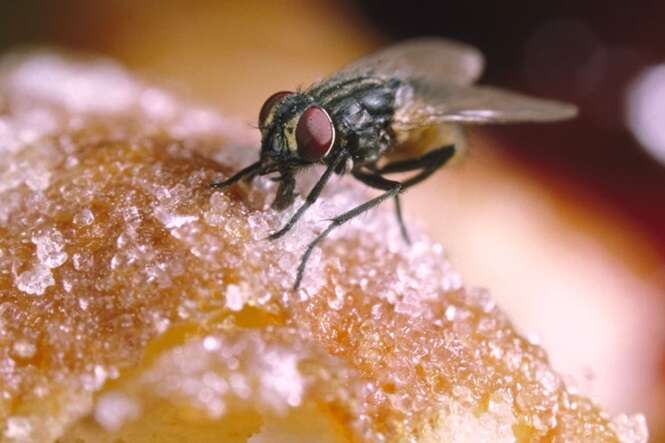 Se uma mosca pousar em sua comida, você deve continuar comendo ou deve jogar tudo fora?