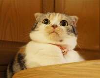 20 gatos tão dramáticos que mereciam um Oscar