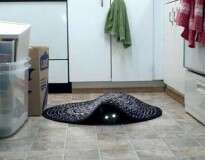 11 gatos diabólicos que vão abalar o seu dia