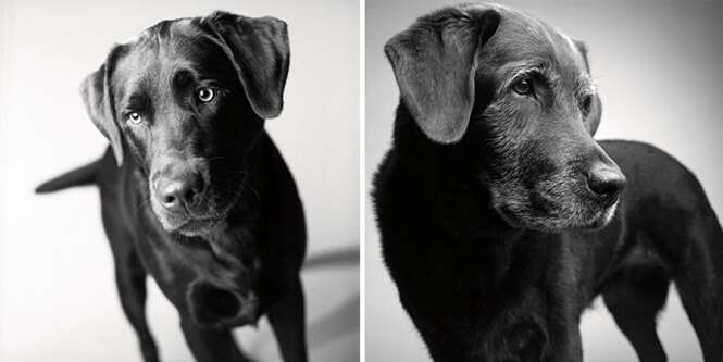 Projeto fotográfico emocionante mostra como os cães envelhecem