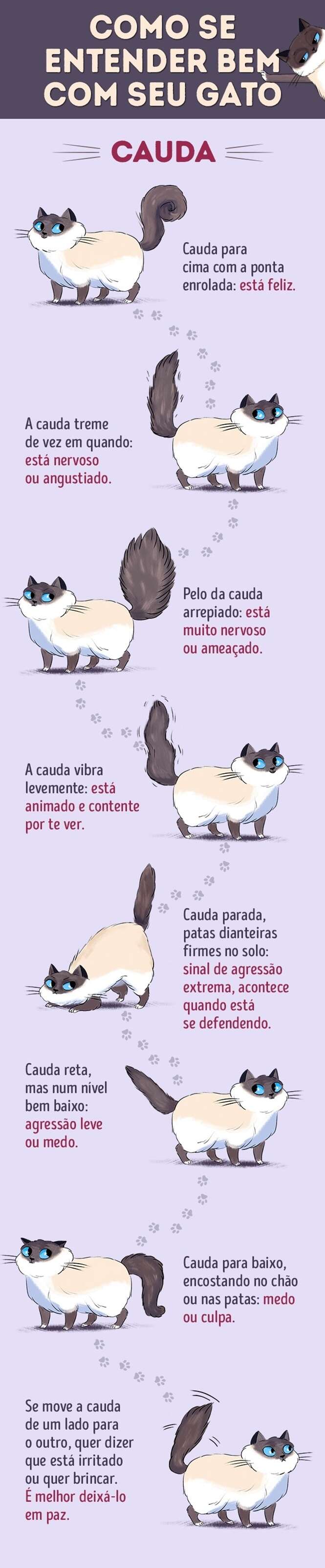 Aprenda a língua dos gatos com este guia