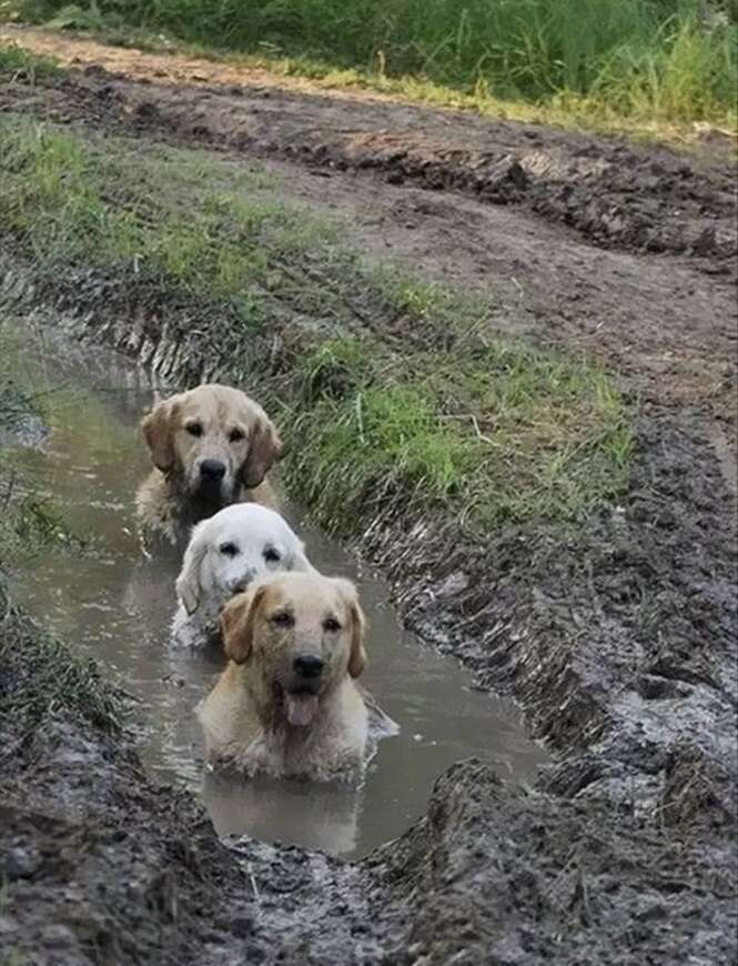 Foto: Tudo Interessante