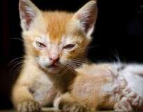 10 gatinhos fofos tão nervosos que é melhor manter distância