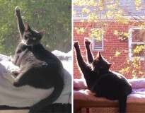 10 gatos que amam o sol mais que qualquer outra coisa no mundo