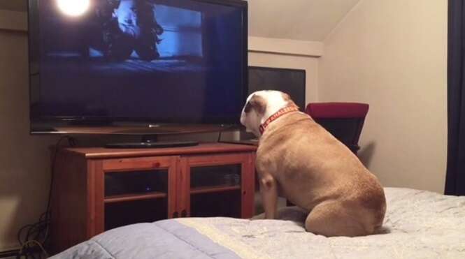 Vídeo: a reação deste buldogue assistindo a um filme de terror se tornou viral