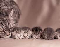 10 mamães gato orgulhosas de seus filhotes