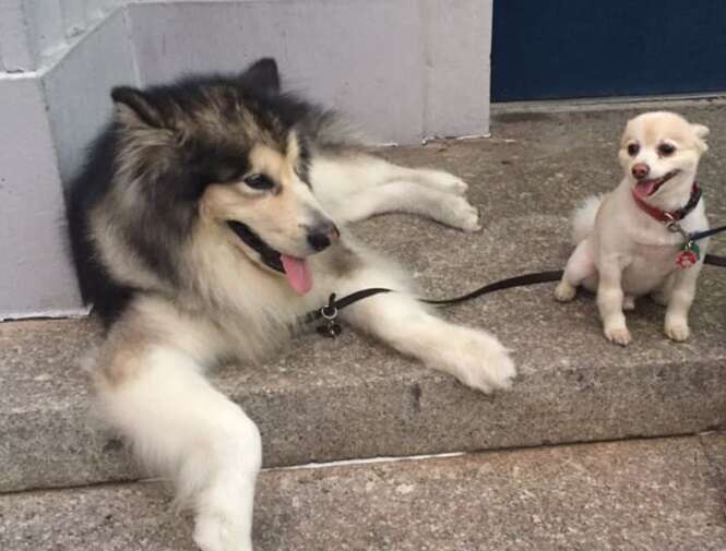 Cães grandes contrastando com seus amiguinhos