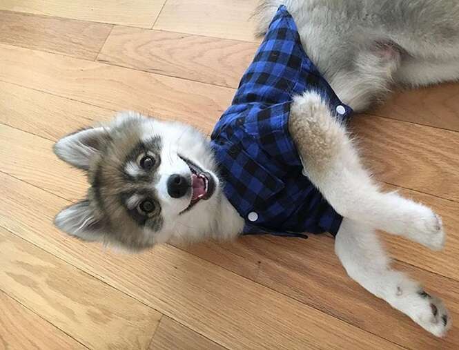 Foto: normanthepomsky