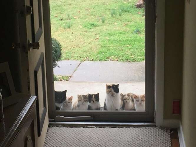 Pessoas que jamais pensaram em possuir gatos