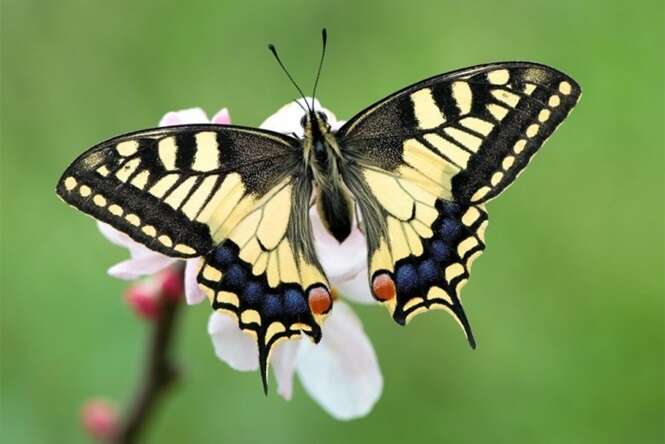 Mariposas lindas e únicas