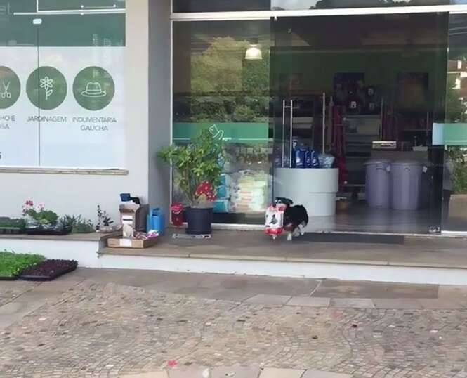 O vídeo deste cãozinho que compra a própria comida diariamente é adorável