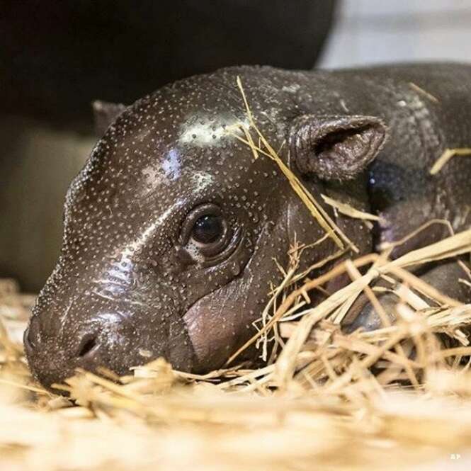 Imagens de bebês hipopótamos que tornarão o seu dia melhor