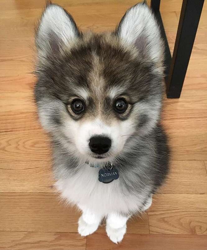 Você tem que conhecer o mais fofo husky da Pomerânia