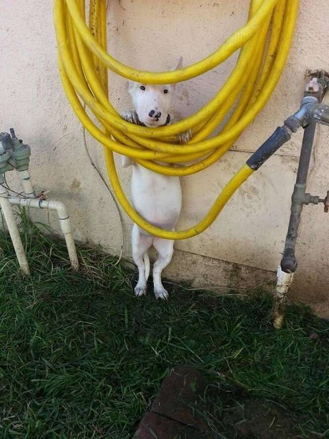 Cães que vão te matar de rir com seus medos