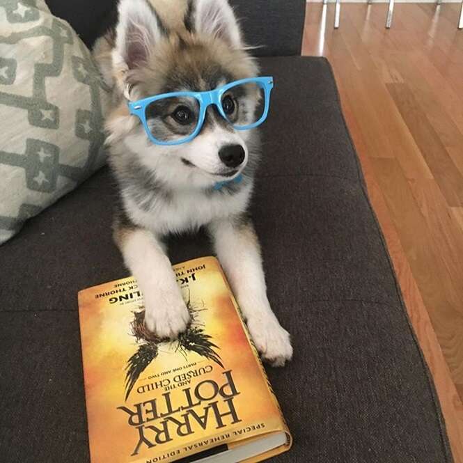 Foto: normanthepomsky