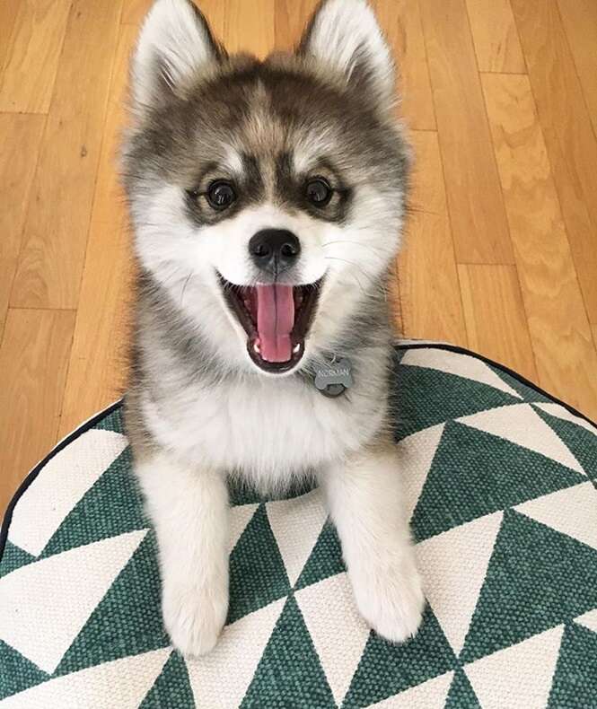 Foto: normanthepomsky