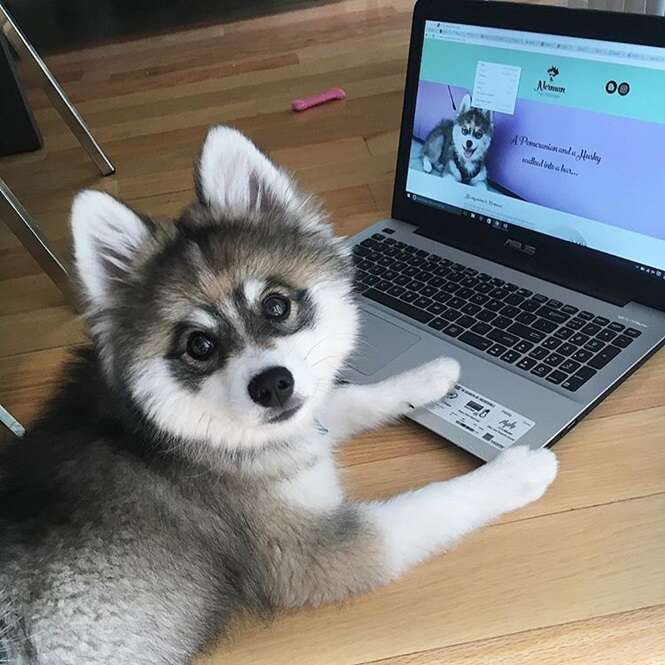 Foto: normanthepomsky