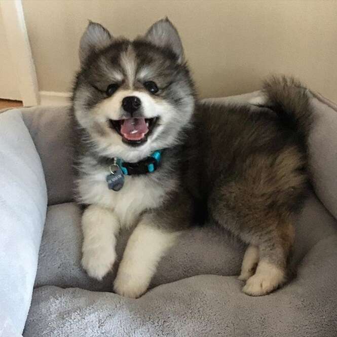 Foto: normanthepomsky