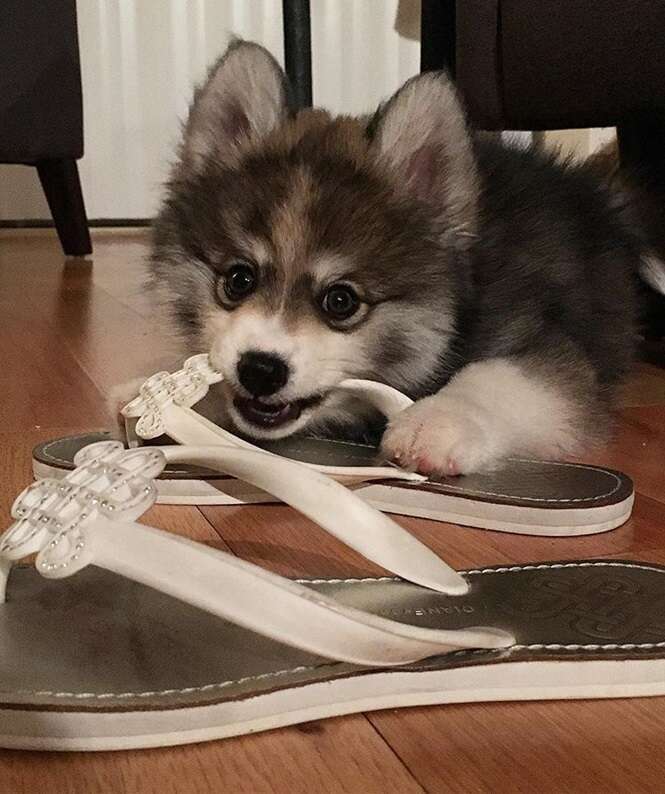 Foto: normanthepomsky