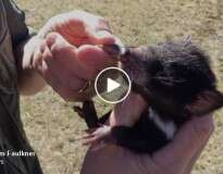Vídeo: este bebê diabo-da-tasmânia é tão apaixonado pelo dono que o segue para todos os lados