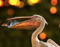 28 fotos fantásticas registradas no momento perfeito