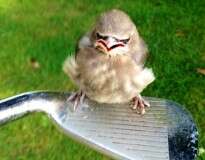 16 animais mal-humorados que são as coisas mais fofas que você verá hoje