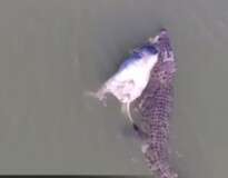 Na Austrália, crocodilo enorme é filmado no momento em que arrastava vaca por rio