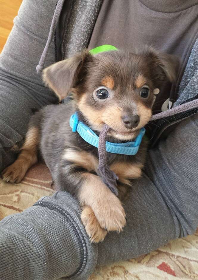 Cãezinhos fofos demais para serem de verdade