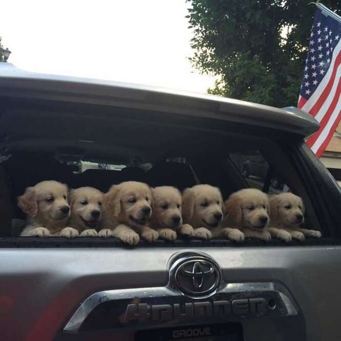 Vezes em que filhotes de Golden Retriever foram as coisinhas mais fofas do mundo