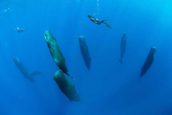 Fotógrafo registra momentos raros de Baleias Cachalotes dormindo