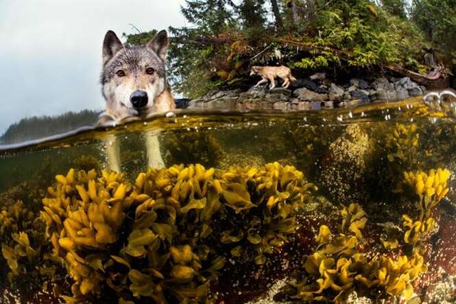 Conheça os raros lobos que vivem do mar e que podem nadar por horas