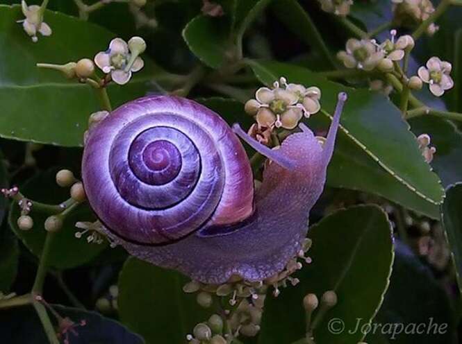 Animais mostrando que quando o assunto é colorir a natureza leva a sério