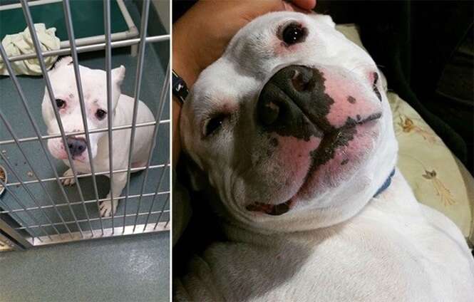 Cães antes e depois de serem adotados