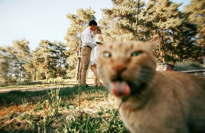 Vezes em que gatos arruinaram fotos alheias