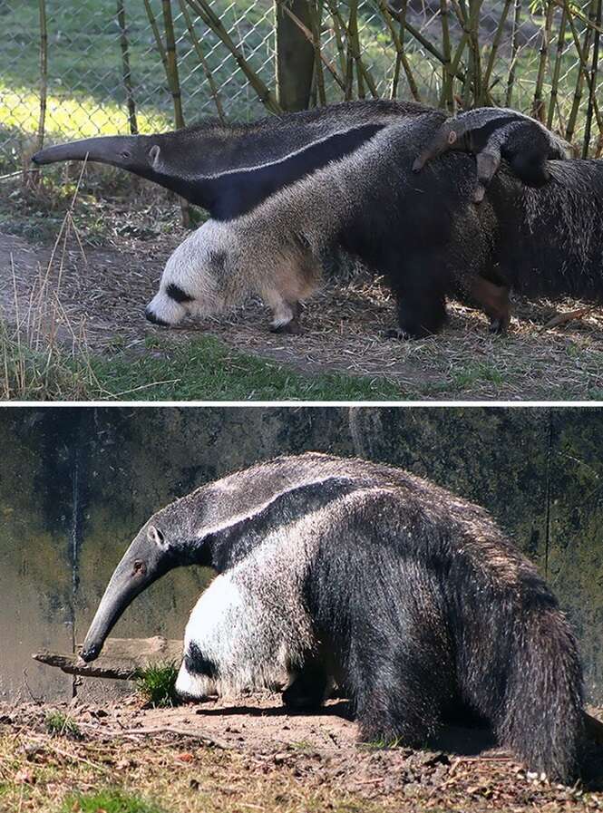 Foto: MegaCurioso